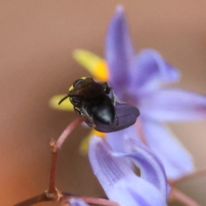 Hemirhiza melliceps at Moruya, NSW - suppressed