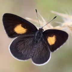 Candalides xanthospilos (Yellow-spotted Blue) at Moruya, NSW - 8 Dec 2023 by LisaH