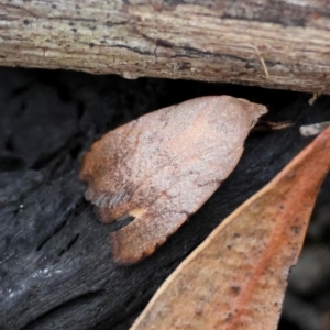 Tortricopsis semijunctella at Moruya, NSW - suppressed