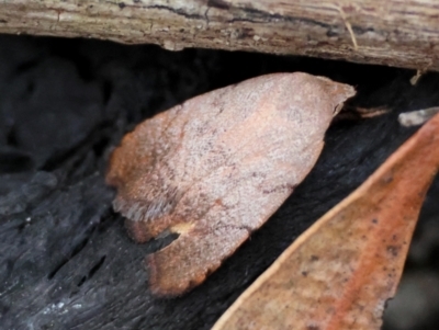 Tortricopsis semijunctella (A Concealer moth (Wingia group)) at Moruya, NSW - 8 Dec 2023 by LisaH