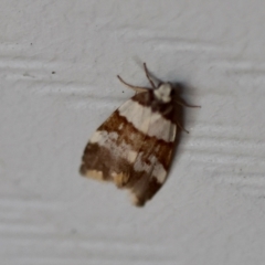 Unidentified Moth (Lepidoptera) by LisaH