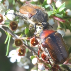 Bisallardiana gymnopleura (Brown flower chafer) at Endeavour Reserve (Bombala) - 5 Dec 2023 by Harrisi