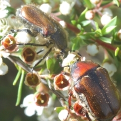 Bisallardiana gymnopleura at Endeavour Reserve (Bombala) - 5 Dec 2023 11:28 AM