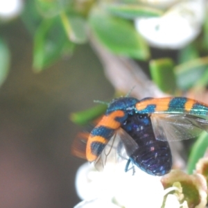 Castiarina hilaris at Endeavour Reserve (Bombala) - 5 Dec 2023