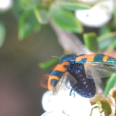 Castiarina hilaris (A jewel beetle) at Bombala, NSW - 5 Dec 2023 by Harrisi