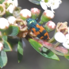 Castiarina hilaris at Endeavour Reserve (Bombala) - 5 Dec 2023