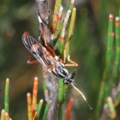 Evansomyia sp. (genus) (Stiletto fly) at Endeavour Reserve (Bombala) - 5 Dec 2023 by Harrisi