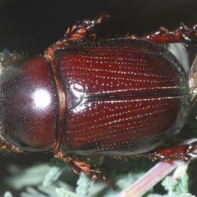 Adoryphorus coulonii (Redheaded pasture cockchafer) at Tinderry Mountains - 5 Dec 2023 by Harrisi