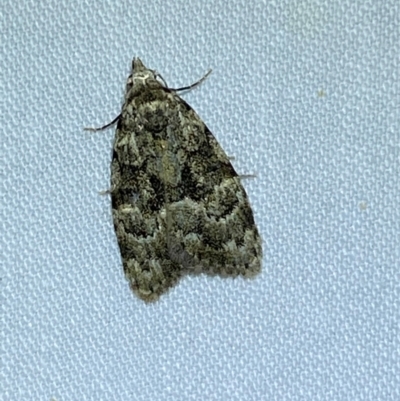 Nola tetralopha (A Nolid moth) at QPRC LGA - 9 Dec 2023 by SteveBorkowskis