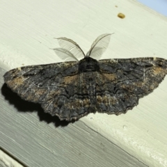 Pholodes sinistraria (Sinister or Frilled Bark Moth) at QPRC LGA - 10 Dec 2023 by SteveBorkowskis