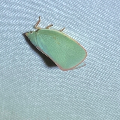 Siphanta acuta (Green planthopper, Torpedo bug) at QPRC LGA - 9 Dec 2023 by SteveBorkowskis