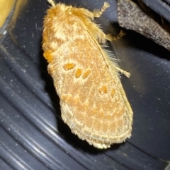 Pseudanapaea (genus) (A cup moth) at QPRC LGA - 9 Dec 2023 by SteveBorkowskis