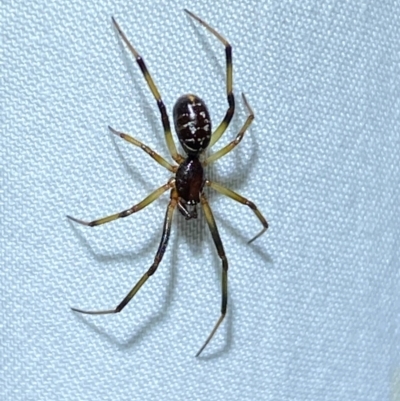 Steatoda capensis (South African cupboard spider) at QPRC LGA - 9 Dec 2023 by SteveBorkowskis