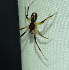 Steatoda capensis at QPRC LGA - suppressed