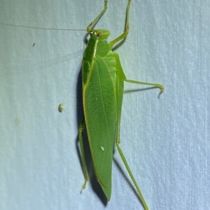 Caedicia simplex at QPRC LGA - 9 Dec 2023