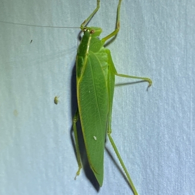 Caedicia simplex (Common Garden Katydid) at QPRC LGA - 9 Dec 2023 by SteveBorkowskis