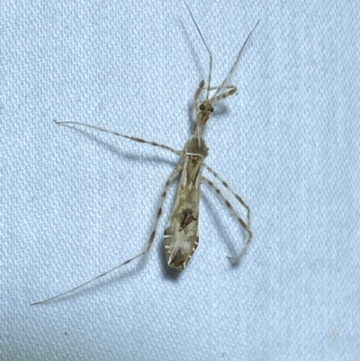 Stenolemus sp. (genus) (Thread-legged assassin bug) at QPRC LGA - 9 Dec 2023 by SteveBorkowskis