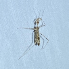 Stenolemus sp. (genus) at QPRC LGA - suppressed