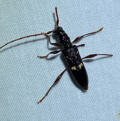 Coptocercus unifasciatus (Longhorn beetle) at QPRC LGA by SteveBorkowskis