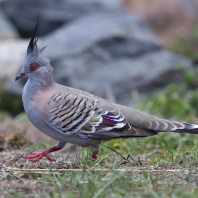 Ocyphaps lophotes (Crested Pigeon) at Cleveland, QLD - 9 Dec 2023 by TimL