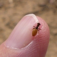 Thynninae (subfamily) (Smooth flower wasp) at Brayton, NSW - 7 Dec 2023 by Curiosity