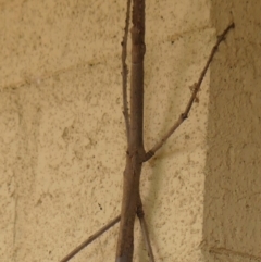 Acrophylla titan (Titan Stick Insect) at Wingecarribee Local Government Area - 4 Dec 2023 by Curiosity