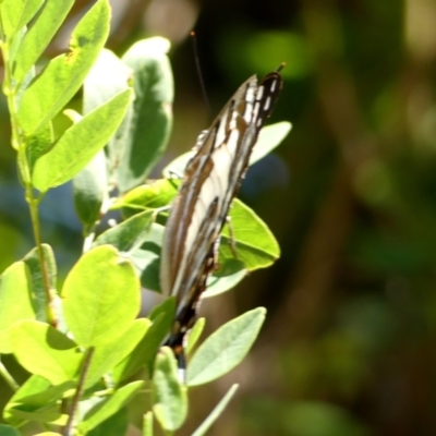 Charaxes sempronius (Tailed Emperor) at Wingecarribee Local Government Area - 6 Dec 2023 by Curiosity