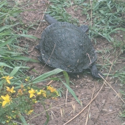 Chelodina longicollis (Eastern Long-necked Turtle) at Wright, ACT - 8 Dec 2023 by jtneill