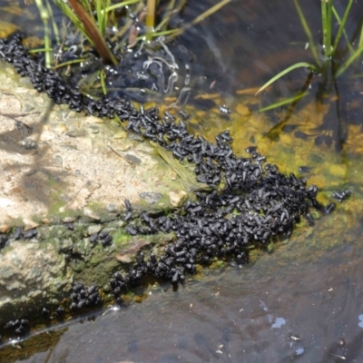 Unidentified Frog at Ormiston, QLD - 9 Dec 2023 by TimL