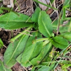 Solenogyne gunnii at Jincumbilly, NSW - 9 Dec 2023