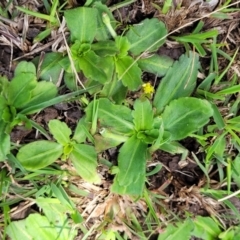 Solenogyne gunnii at Jincumbilly, NSW - 9 Dec 2023