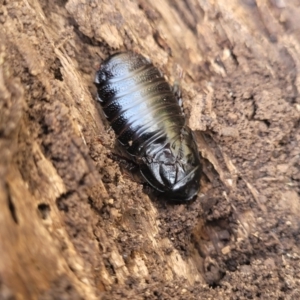 Panesthia australis at Jincumbilly, NSW - 9 Dec 2023