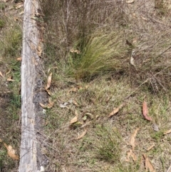 Nassella trichotoma (Serrated Tussock) at Watson, ACT - 5 Dec 2023 by waltraud