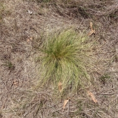 Nassella trichotoma at Mount Majura - 5 Dec 2023