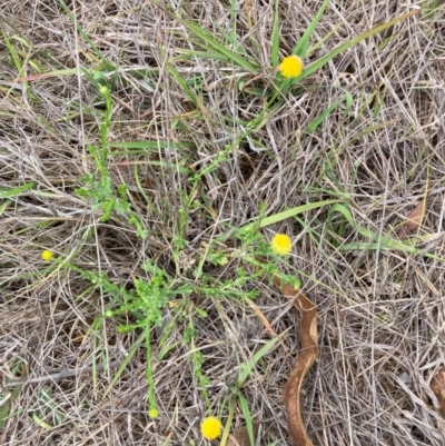 Calotis lappulacea (Yellow Burr Daisy) at Mount Majura - 7 Dec 2023 by waltraud