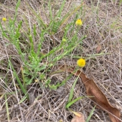 Calotis lappulacea at Mount Majura - 7 Dec 2023