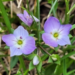 Veronica gracilis at Jincumbilly, NSW - 9 Dec 2023 12:52 PM