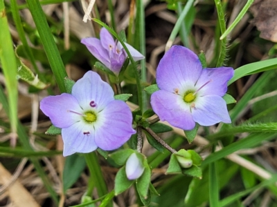 Veronica gracilis (Slender Speedwell) at Jincumbilly, NSW - 9 Dec 2023 by trevorpreston