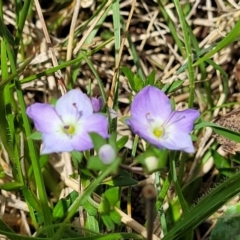 Veronica gracilis at Jincumbilly, NSW - 9 Dec 2023 12:52 PM