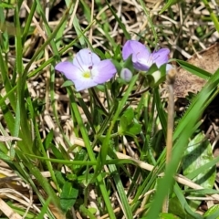 Veronica gracilis at Jincumbilly, NSW - 9 Dec 2023 12:52 PM