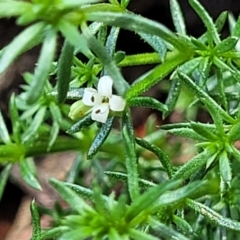 Asperula conferta (Common Woodruff) at Jincumbilly, NSW - 9 Dec 2023 by trevorpreston