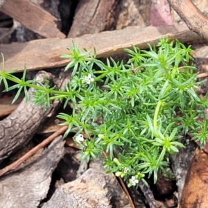 Asperula conferta at Jincumbilly, NSW - 9 Dec 2023