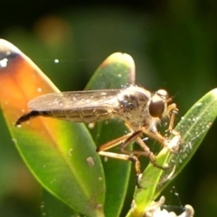 Cerdistus sp. (genus) at Braemar, NSW - 18 Nov 2023 by Curiosity