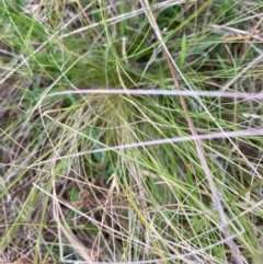 Nassella trichotoma (Serrated Tussock) at Mount Majura - 7 Dec 2023 by waltraud