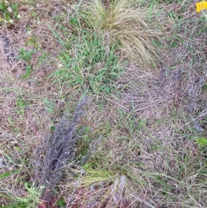 Nassella trichotoma at Mount Majura - 7 Dec 2023