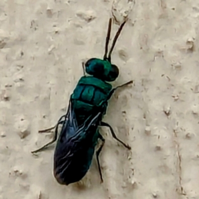 Chrysididae (family) (Cuckoo wasp or Emerald wasp) at Lions Youth Haven - Westwood Farm A.C.T. - 9 Dec 2023 by HelenCross