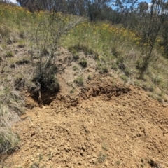 Sus scrofa (Pig (feral)) at Stromlo, ACT - 4 Dec 2023 by HelenCross