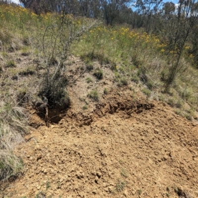 Sus scrofa (Pig (feral)) at Stromlo, ACT - 4 Dec 2023 by HelenCross