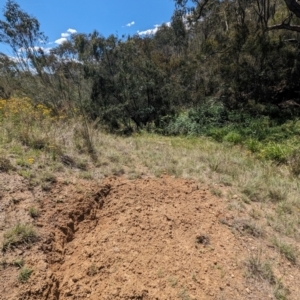 Sus scrofa at Bullen Range - 4 Dec 2023