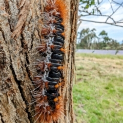 Chelepteryx collesi (White-stemmed Gum Moth) at Kambah, ACT - 9 Dec 2023 by HelenCross